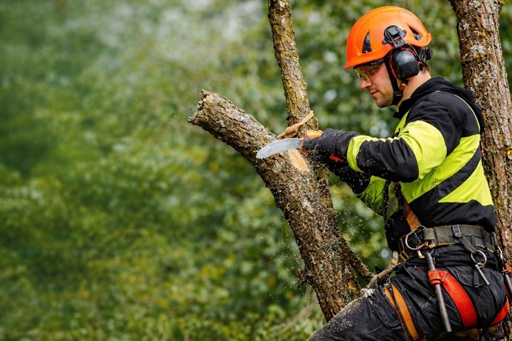 Tree trimming and pruning services WInnipeg